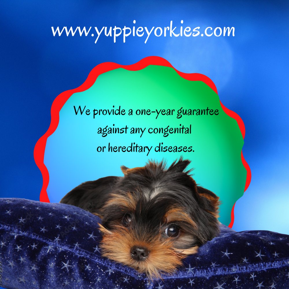YUPPIE YORKIES Updated June 2024 931 Monroe Dr NE, Atlanta,