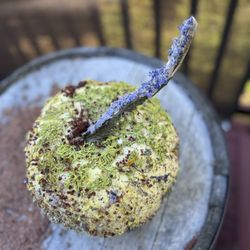 Atelier - Flower pressed pumpkin