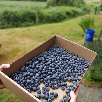 Blueberry Blossom Farm - Pick Your Own Farms Near Me - Snohomish, Washington Blueberry Blossom Farm - Pick Your Own Farms Near Me - Snohomish, Washington