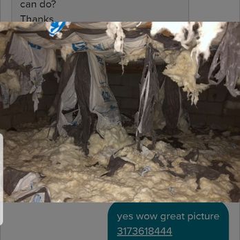 Crawlspace Doctor - Racoon damage - Environmental Abatement Near Me - Indianapolis, Indiana Crawlspace Doctor - Racoon damage - Environmental Abatement Near Me - Indianapolis, Indiana