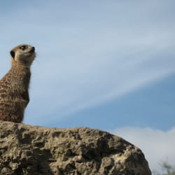 Dudley Register Office - Meerkat watching out intently for jumbo jets