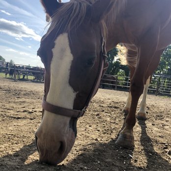 Claireville Ranch - Horseback Riding Near Me - Brampton, Ontario Claireville Ranch - Horseback Riding Near Me - Brampton, Ontario
