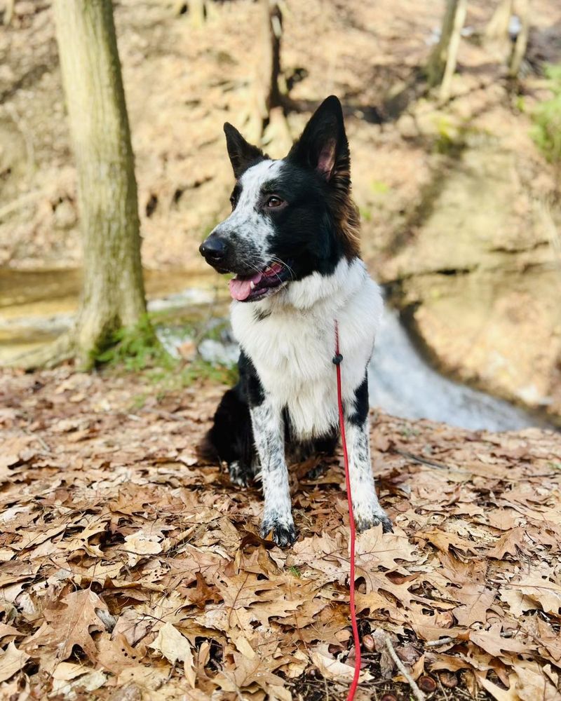 Ridgeside K9 Ashtabula - pet boarding facility in Jefferson, OH