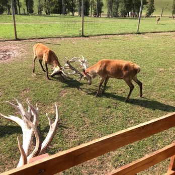Red Deer Farm Rolling Hills - Safely distant to observe and learn about behaviors - Farmers Market Near Me - Catawissa, Pennsylvania