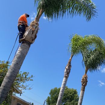 Vallejo’s Landscaping & Tree Service - A quick 3 Queen palm clean up. Customer requested remove yellow and fallen palms with seeds removed as well. - Tree Services Near Me Vallejo’s Landscaping & Tree Service - A quick 3 Queen palm clean up. Customer requested remove yellow and fallen palms with seeds removed as well. - Tree Services Near Me