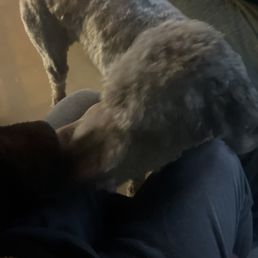 This is my dog lol entire cut is uneven lol. If you're gonna shave a dog at least make it even.