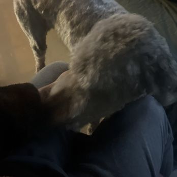 Hound Lounge - This is my dog lol entire cut is uneven lol. If you're gonna shave a dog at least make it even. - Pet Groomers Near Me - Walnut Creek, California