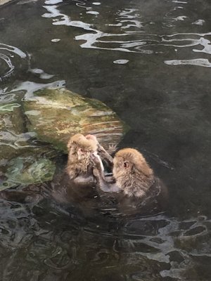 Jigokudani Yaen-Koen by null