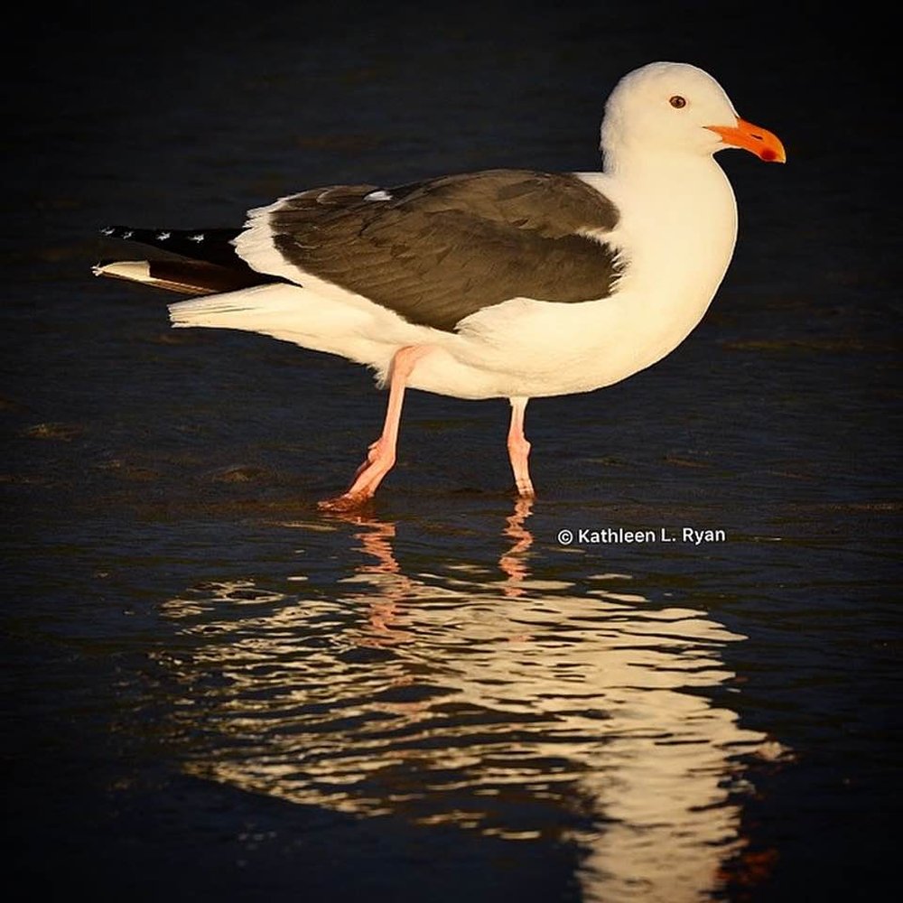 Carmel River State Beach - Portrait of a California Gull - (Larus californicus) - Beaches Near Me - Carmel, California