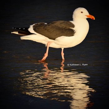 Carmel River State Beach - Portrait of a California Gull - (Larus californicus) - Beaches Near Me - Carmel, California