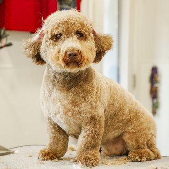 pampered pooches pet grooming