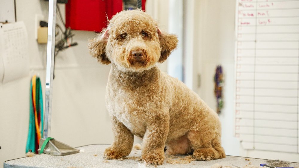 THE DOG HOUSE PET SALON 21 Photos 2810 Business Center Dr 126