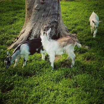 Basilwood Farm - BABY GOATS!!! - Shopping Near Me - Prather, California Basilwood Farm - BABY GOATS!!! - Shopping Near Me - Prather, California
