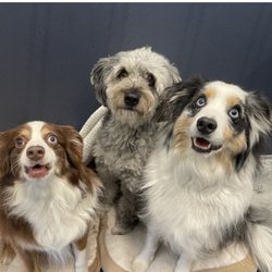 Beaches Jet Set Pets - Patiently waiting for their bedtime treat