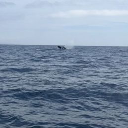 Whales watching in action. Whales watching in action.
