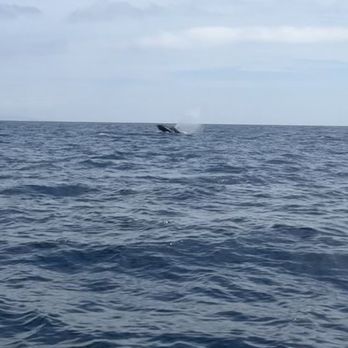 Ultimate Whale Watch & Snorkel - Whales watching in action. - Whale Watching Tours Near Me - Lahaina, Hawaii Ultimate Whale Watch & Snorkel - Whales watching in action. - Whale Watching Tours Near Me - Lahaina, Hawaii
