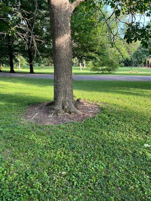 Tower Grove Park by null