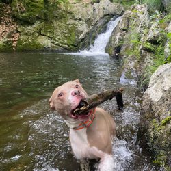 Ruff Hikers