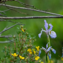 San Juan Ranch - Spring wildflowers