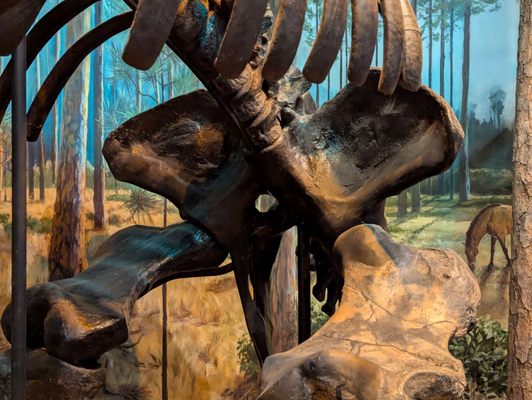 North Carolina Museum of Natural Sciences by null