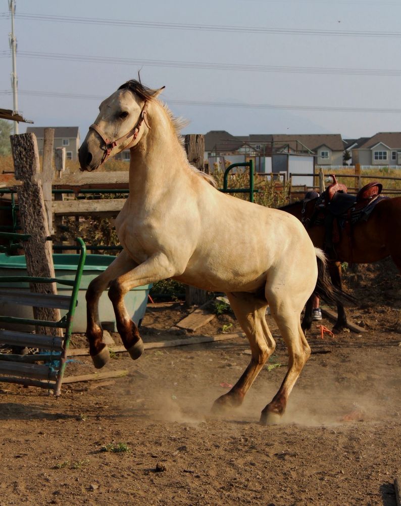 Equine Redemption - equestrian in Eagle Mountain, UT