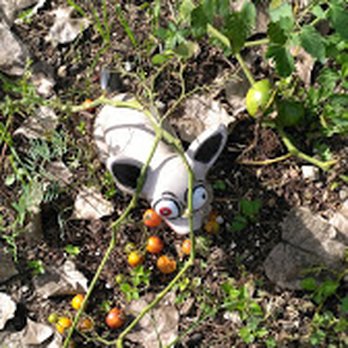 The Gleaning Garden - Garden knome - Community Gardens Near Me - Carmel, Indiana The Gleaning Garden - Garden knome - Community Gardens Near Me - Carmel, Indiana