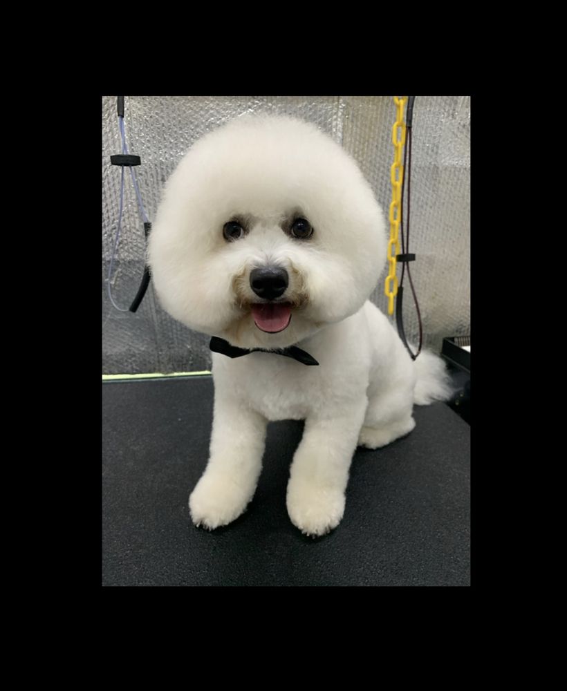 AUSSIE PET MOBILE RIVER OAKS 152 Photos & 77 Reviews Houston, Texas