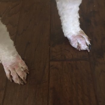 Dramatic Paws Pet Spa & Boutique - Another view of her paws. - Pet Groomers Near Me - Columbus, Georgia Dramatic Paws Pet Spa & Boutique - Another view of her paws. - Pet Groomers Near Me - Columbus, Georgia