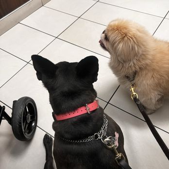 Paws 'n' Rec - Jones - Abby and LB! - Pet Training Near Me - Las Vegas, Nevada