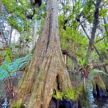 Big Cypress Gallery - Swamp tour - Art Galleries Near Me - Ochopee, Florida