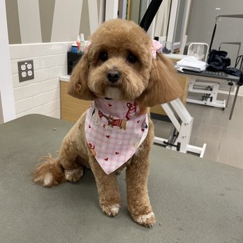 So Soft Grooming - Pet Groomers Near Me So Soft Grooming - Pet Groomers Near Me