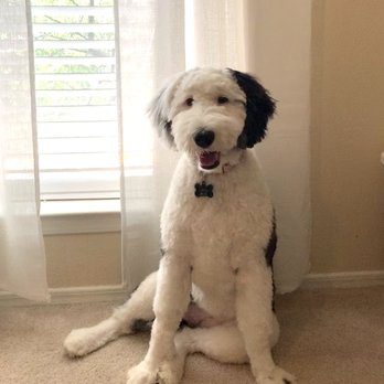 Dallas Pet Den - After grooming. 9 month old Sheepadoodle shaved to a #2. You can see where they had to shave off mats on her feet - Pet Sitting Near Me - Dallas, Texas Dallas Pet Den - After grooming. 9 month old Sheepadoodle shaved to a #2. You can see where they had to shave off mats on her feet - Pet Sitting Near Me - Dallas, Texas