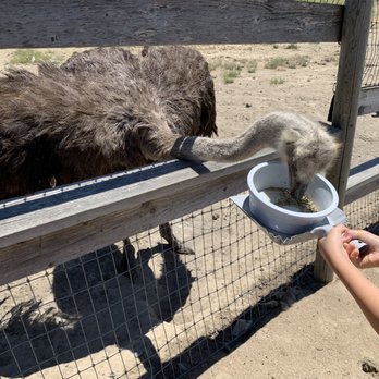 Ostrichland USA - Feeding time! - Attraction Farms Near Me - Solvang, California Ostrichland USA - Feeding time! - Attraction Farms Near Me - Solvang, California