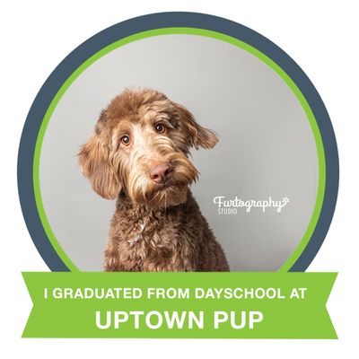 Uptown Pup by null