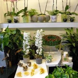 L'Eleganza dei Fiori - Interno con orchidee e piante
