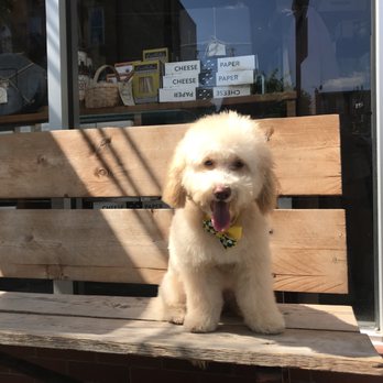 Bff Petwash - Pet Groomers Near Me - Brooklyn, New York