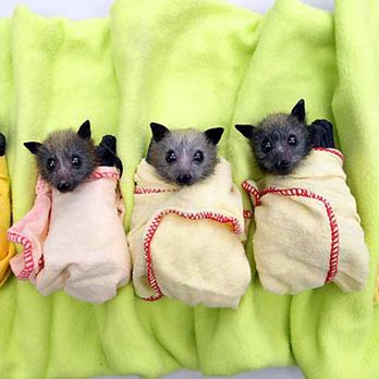 Lighthouse Moving - We keep your furniture just as safe and snug as these little guys! - Movers Near Me - Saint Paul, Minnesota Lighthouse Moving - We keep your furniture just as safe and snug as these little guys! - Movers Near Me - Saint Paul, Minnesota