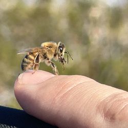 Snowbird West RV Park - Bees are everywhere