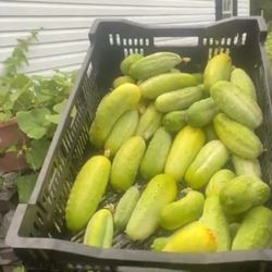 Arnold's Way - Www.torpedopot.com can deliver hunts of fruits and vegetables. Tell us what you want us to grow and we'll grow it.