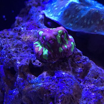 Coral Collectors - Aquarium Services Near Me - Ventura, California