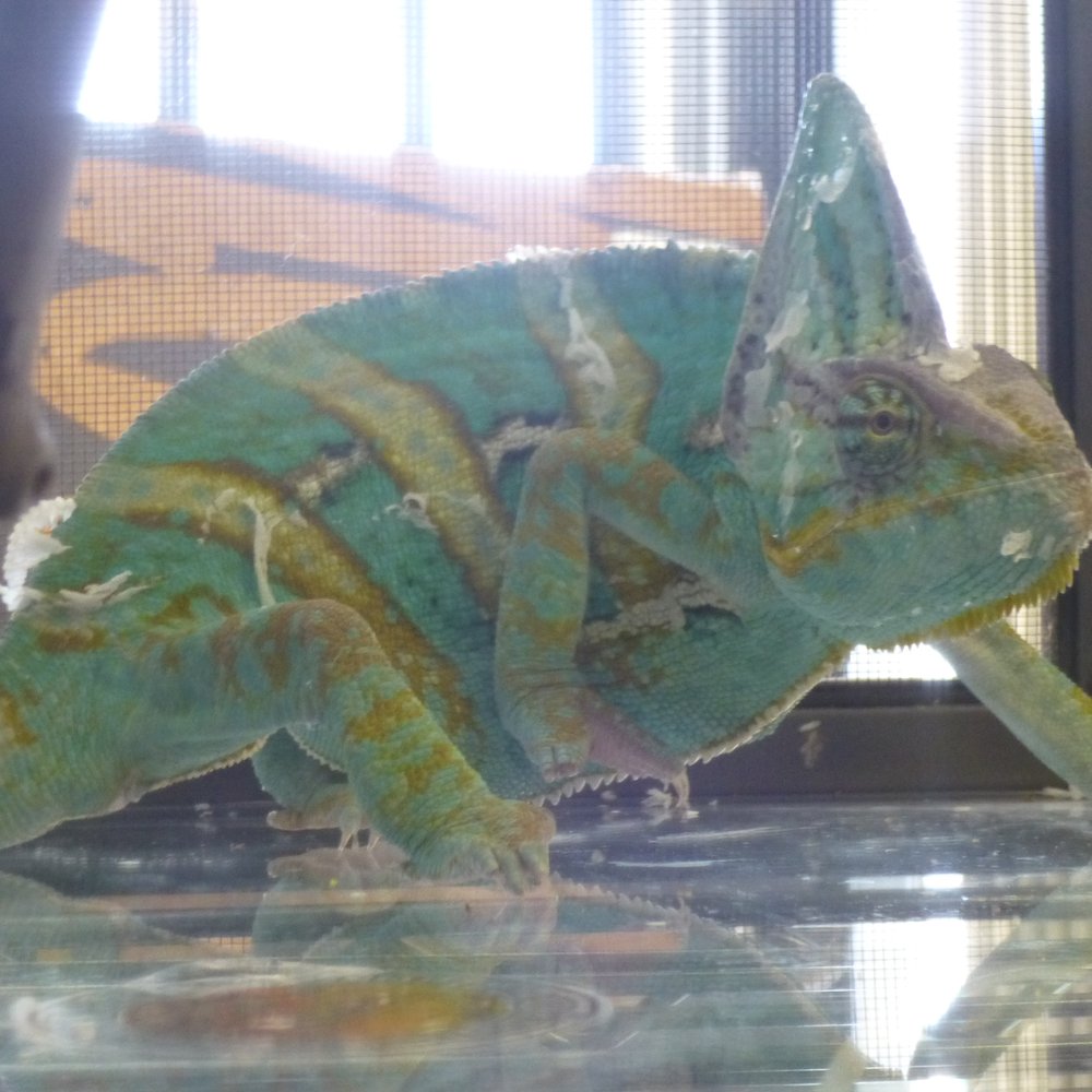 La Habra Pets - Gorgeous chameleon - Reptile Shops Near Me - La Habra, California La Habra Pets - Gorgeous chameleon - Reptile Shops Near Me - La Habra, California