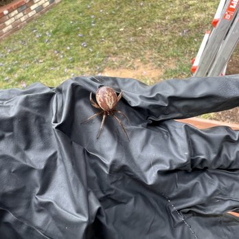 Greene Pest Control - Found hiding on a play structure - Pest Control Near Me - Chula Vista, California