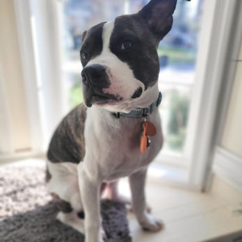 Dog Principal - Our adorable Luda - Pet Training Near Me Dog Principal - Our adorable Luda - Pet Training Near Me