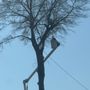 Photo of Davis Tree Service