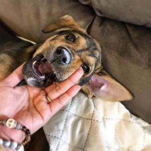 vca apex animal hospital