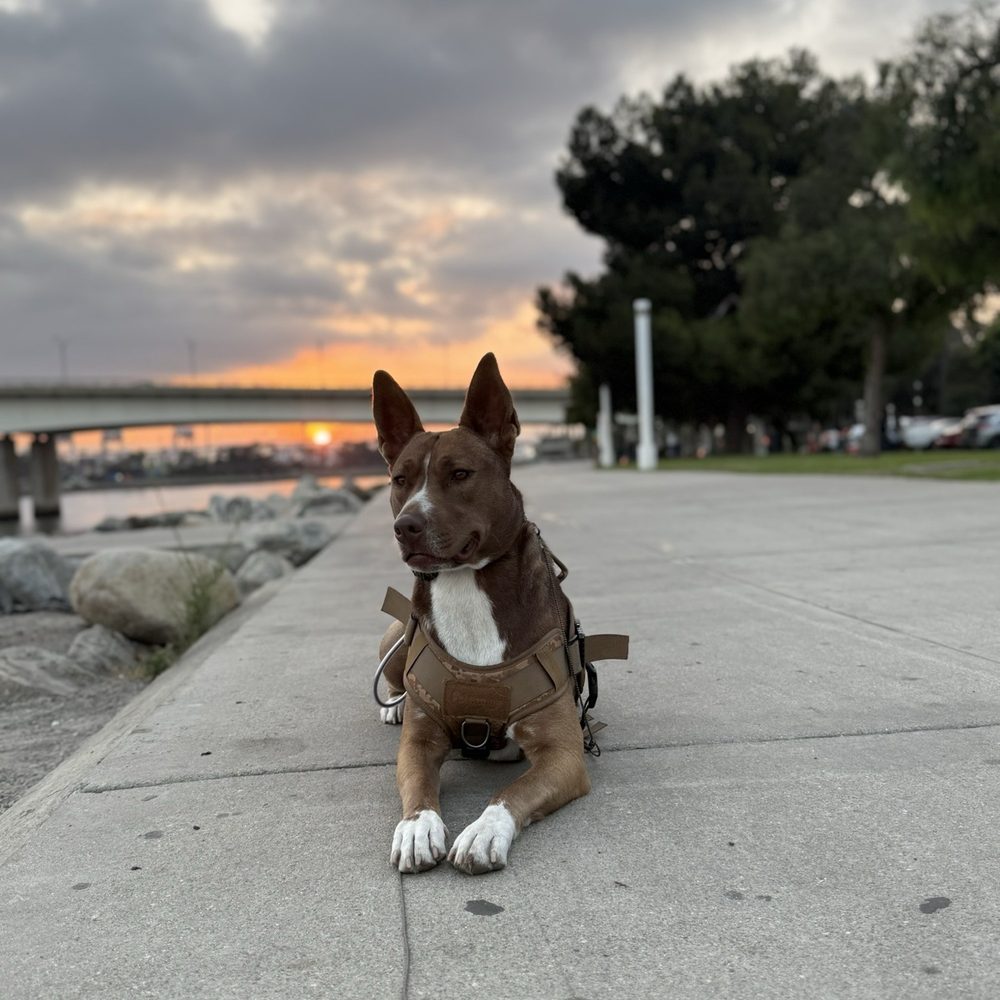 South Bay K9 - Pet Breeders Near Me South Bay K9 - Pet Breeders Near Me