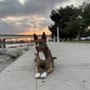 Photo of South Bay K9
