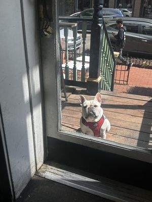 Bullfrog Bagels by null