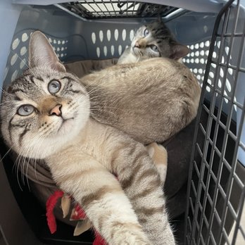 242 Animal Hospital - Veterinarians Near Me - Conroe, Texas 242 Animal Hospital - Veterinarians Near Me - Conroe, Texas