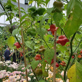 NZ Chauffeur - Bishop crown bell peppers - Travel Services Near Me